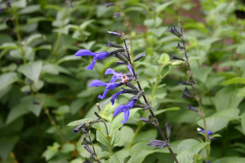 butterfly perennials