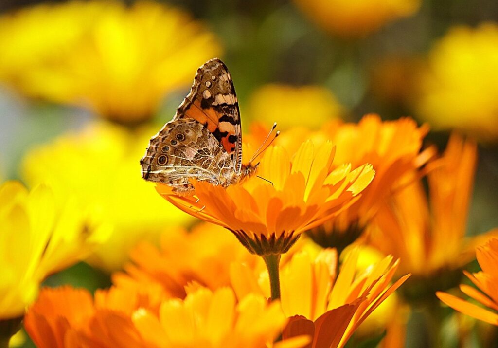 calendula officinalis spacing