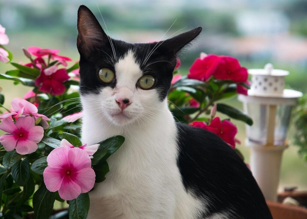 companion flowers