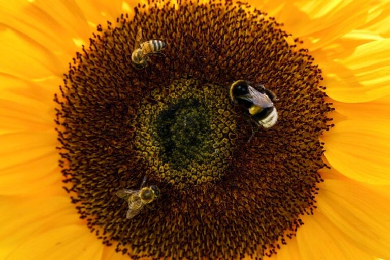 corn pollen and honey bees