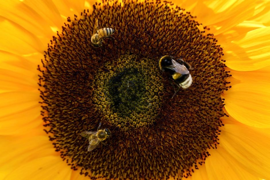 Corn pollen and honey bees -> Bees on corn