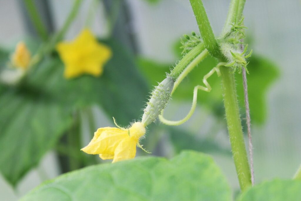 growing cucumbers in the greenhouse