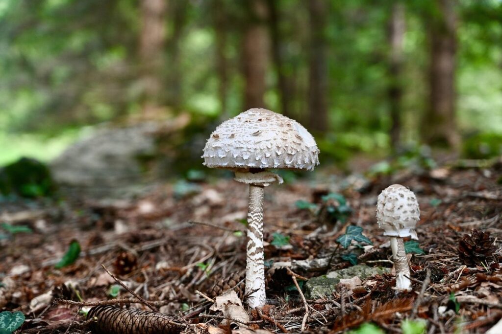 edible landscape