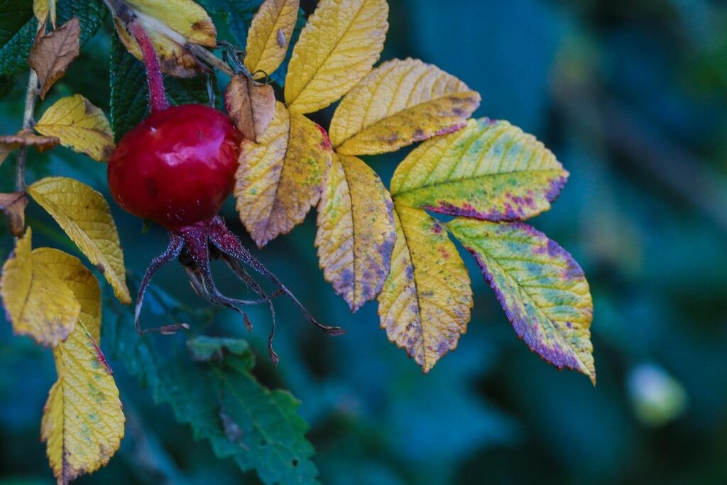 herbs to plant in fall