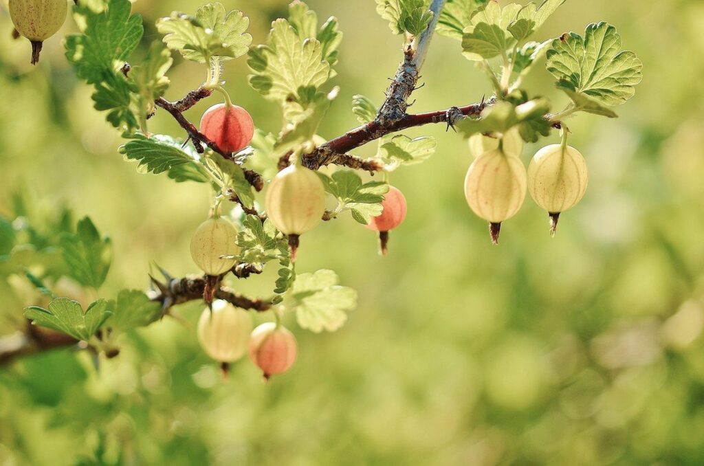 gooseberry care