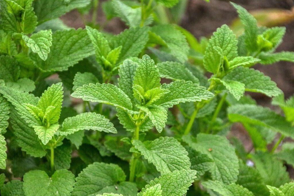 lemon balm growing conditions
