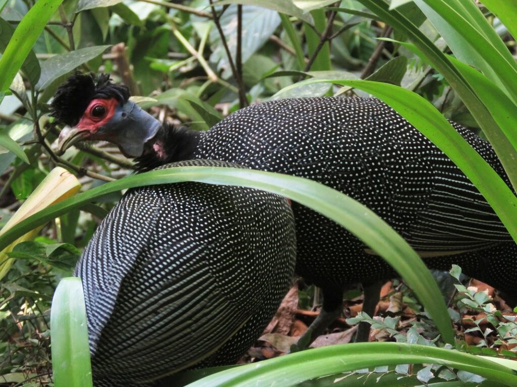 guinea fowl hens