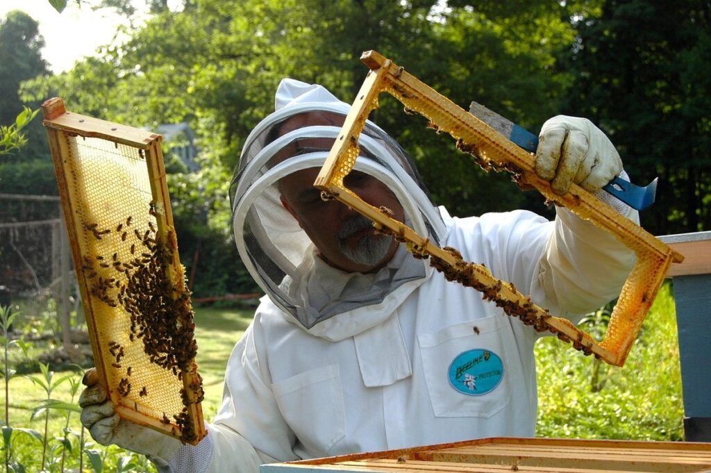 sustainable beekeeping