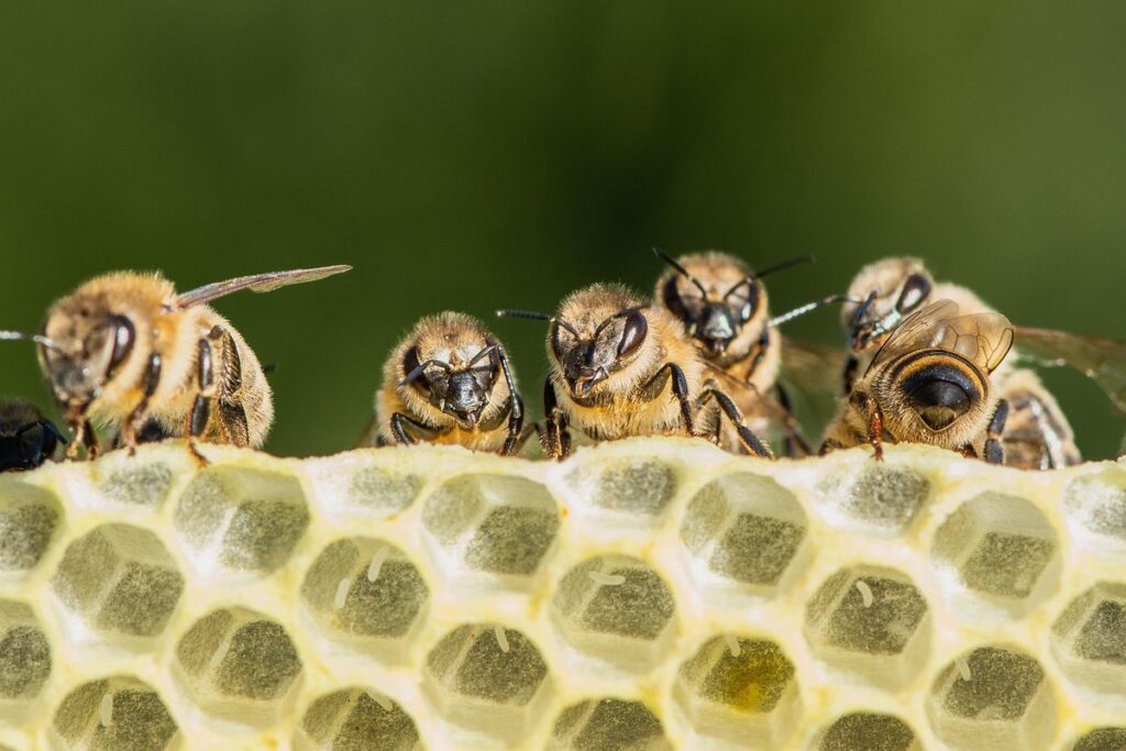 Honey bee breeds