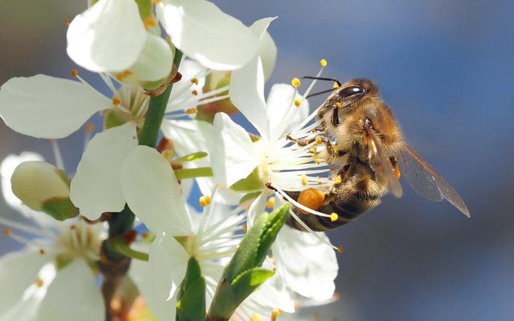 Honey bee threats