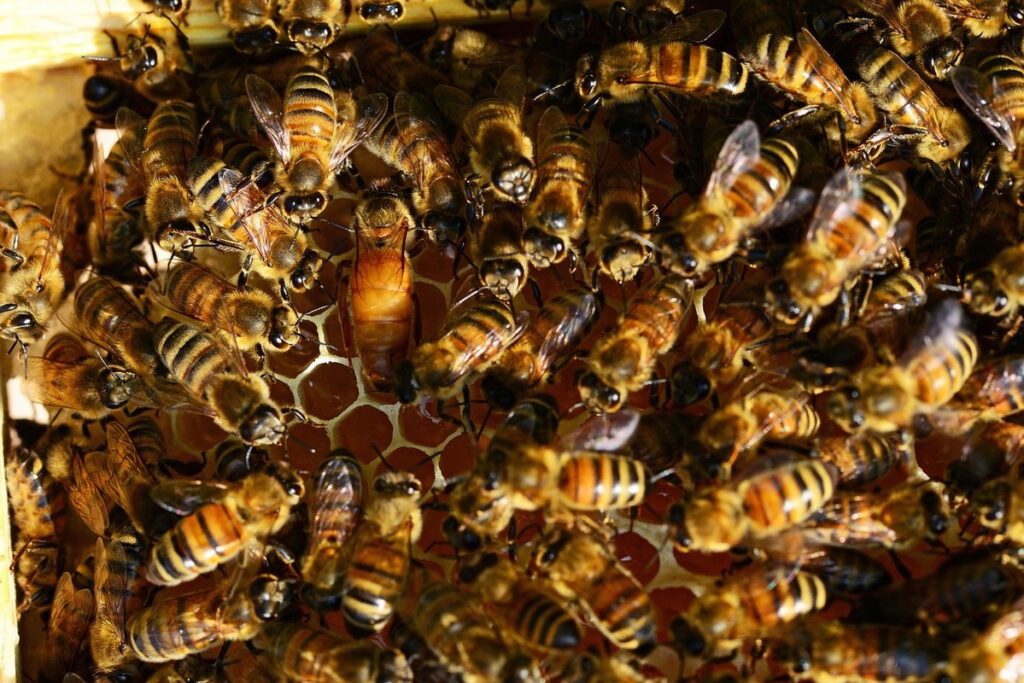 laying worker bee
