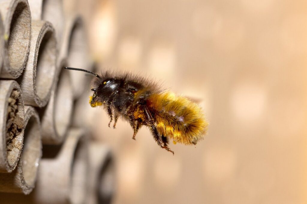 mason bee homes diy