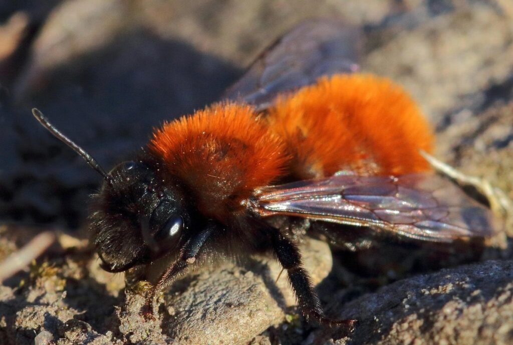 mining bees