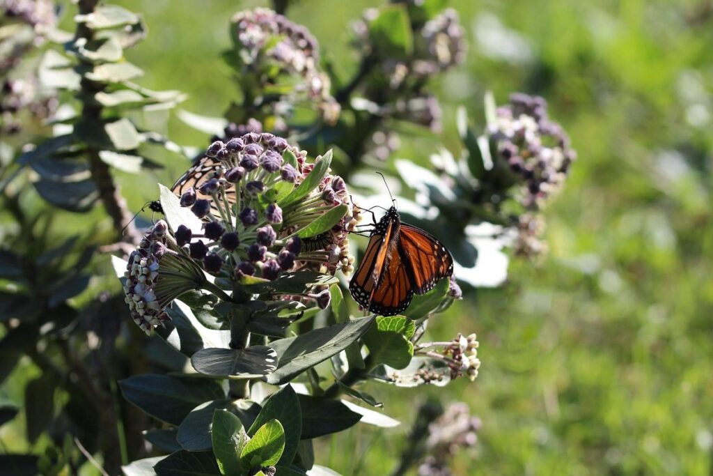 host plants for monarchs