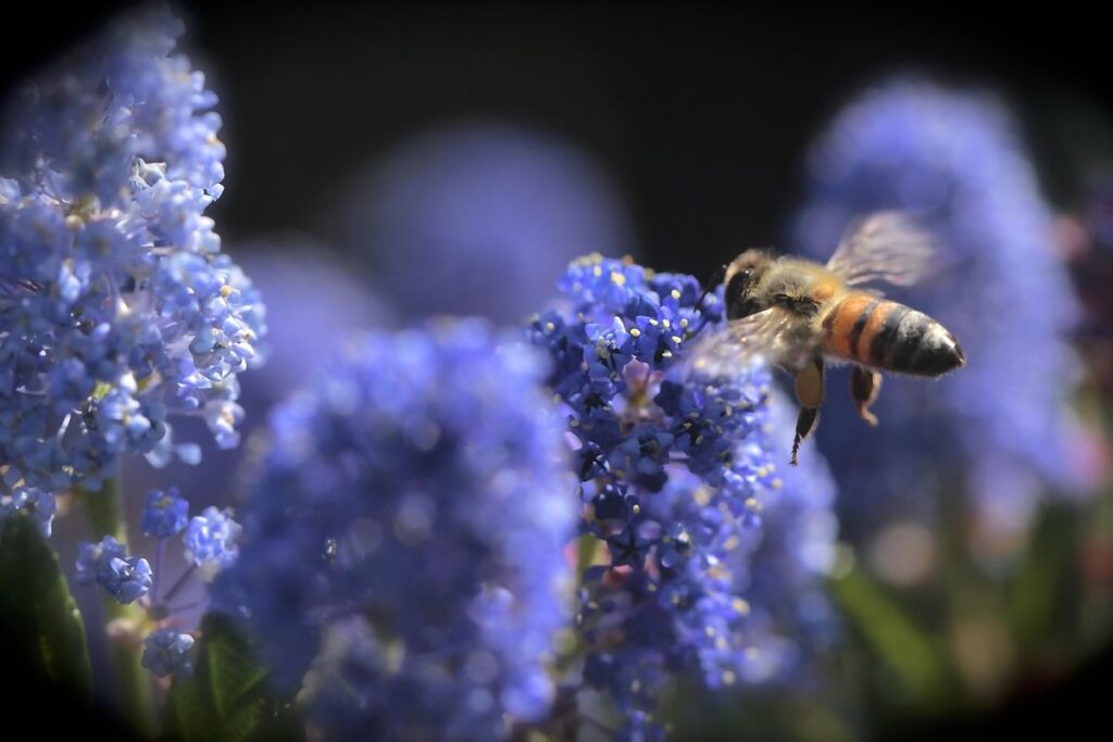 native bees