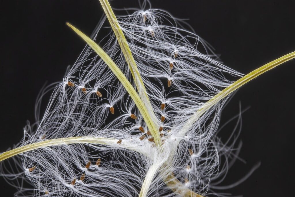 how to plant native seeds