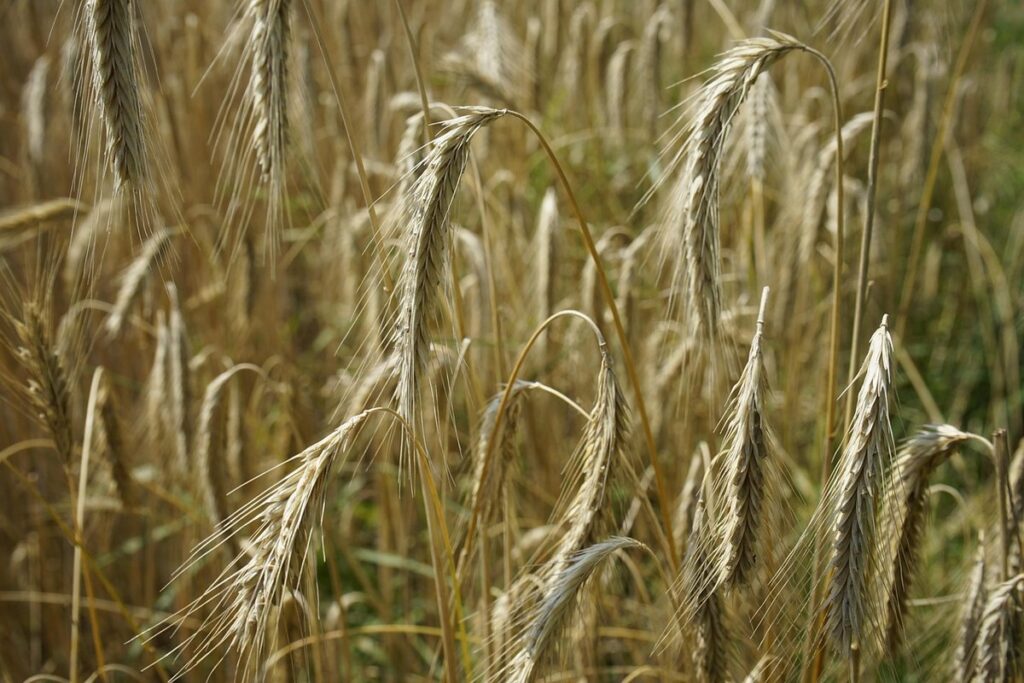 organic cropland
