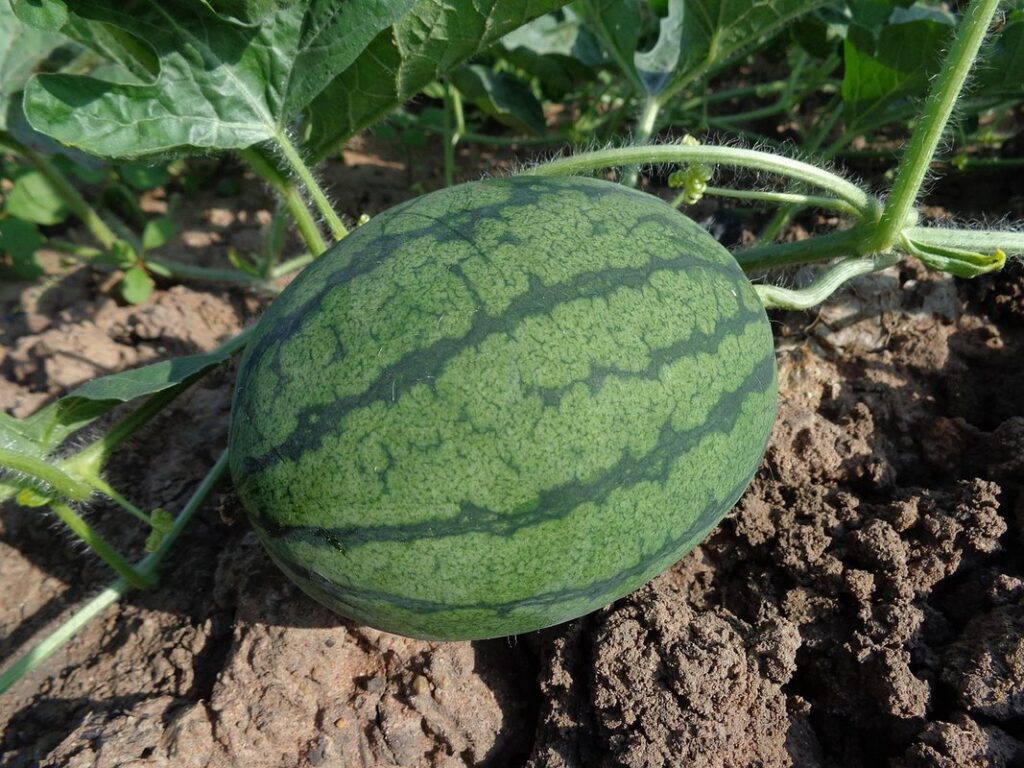 organic produce farming