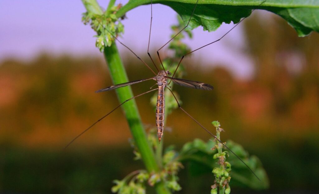 plants that repel animals