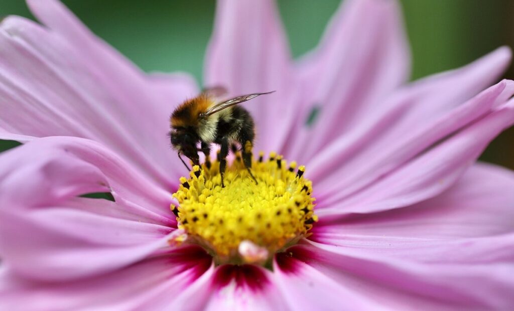 pollinator field