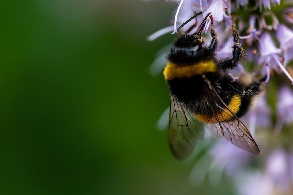 attract pollinators vegetable garden