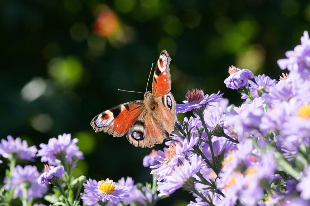 pollinator garden bed
