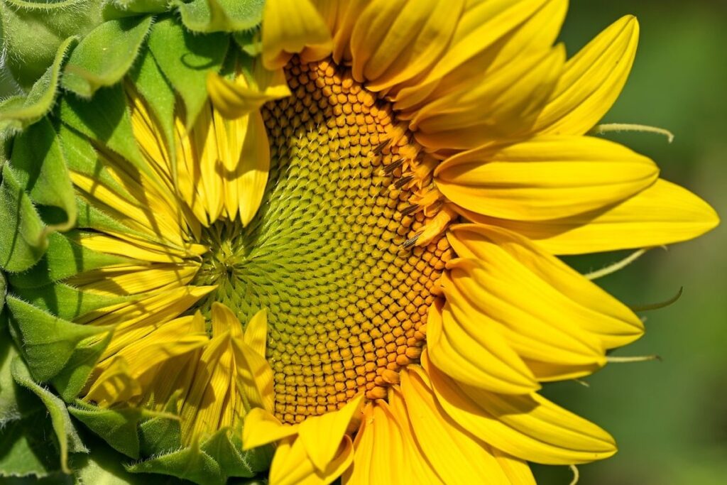 pollinator garden seeds