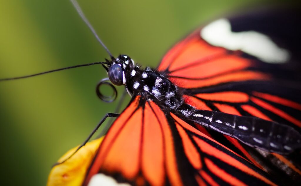 Pollinator insects