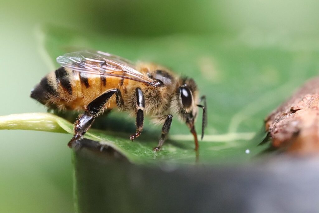 pollinator protection