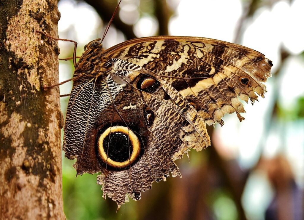 pollinator trees