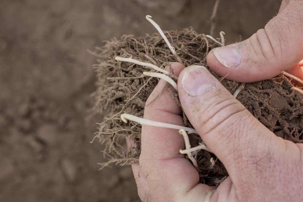 how to tell if potatoes are done growing