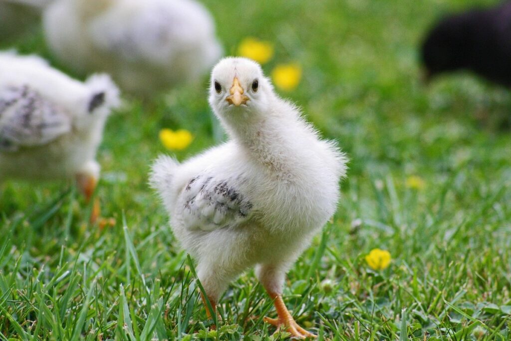types of biosecurity in poultry farm