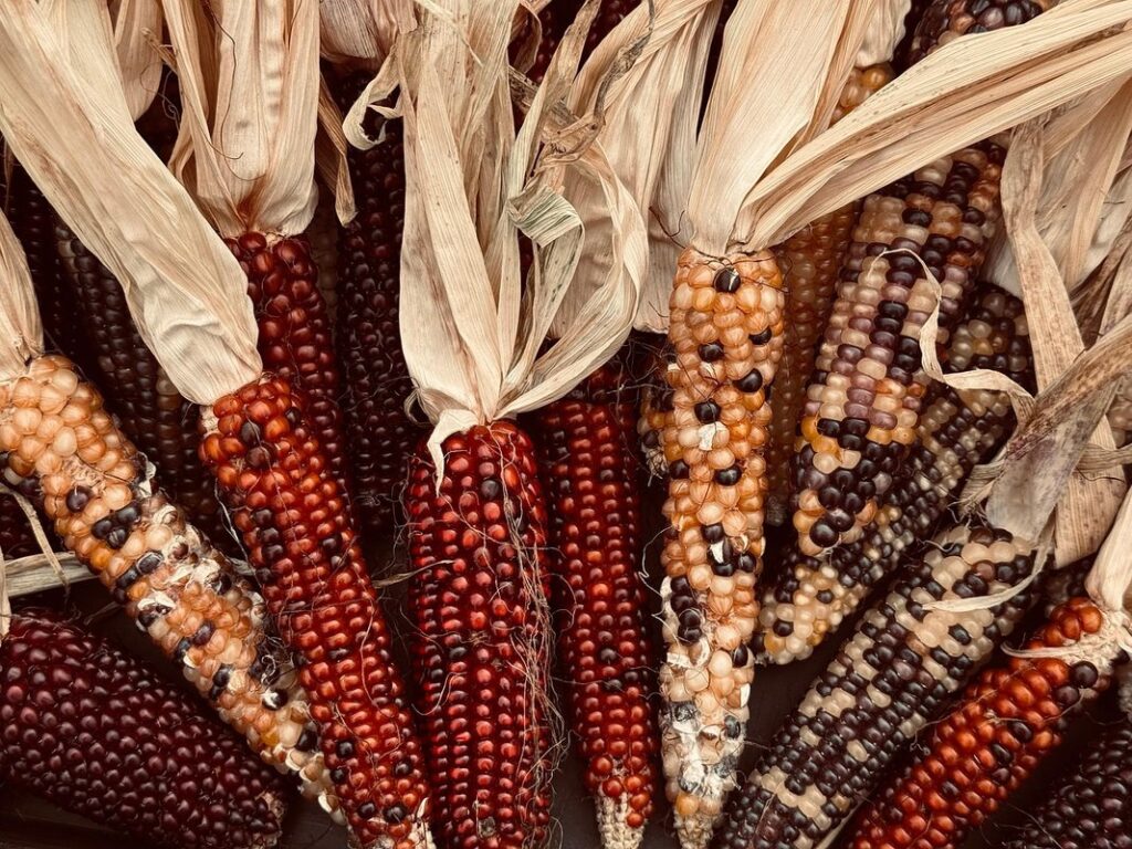 how many days to harvest vegetables