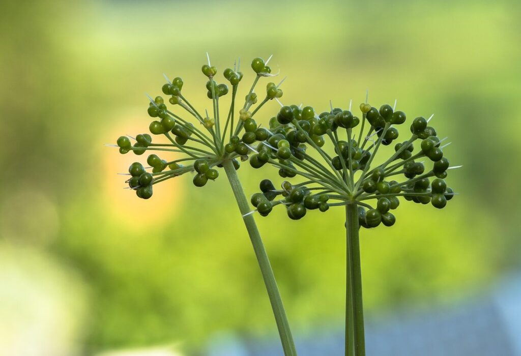 how do you identify edible wild plants