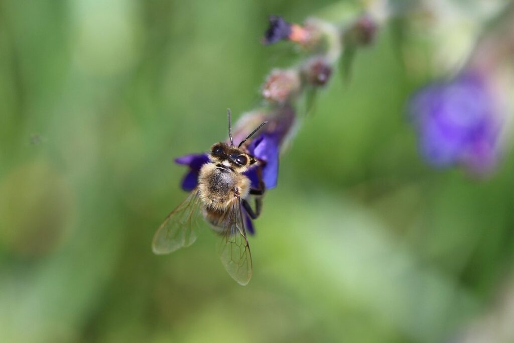 how to collect bee pollen
