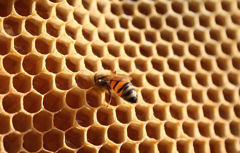 importance of beekeeping in agriculture