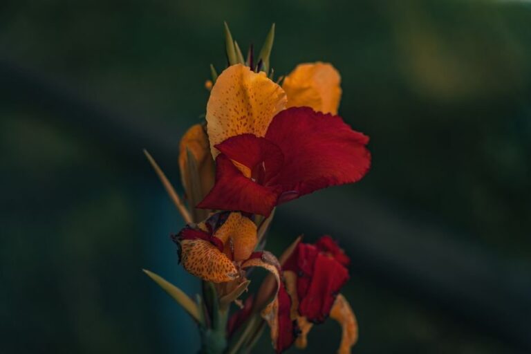 how to plant canna lily bulbs