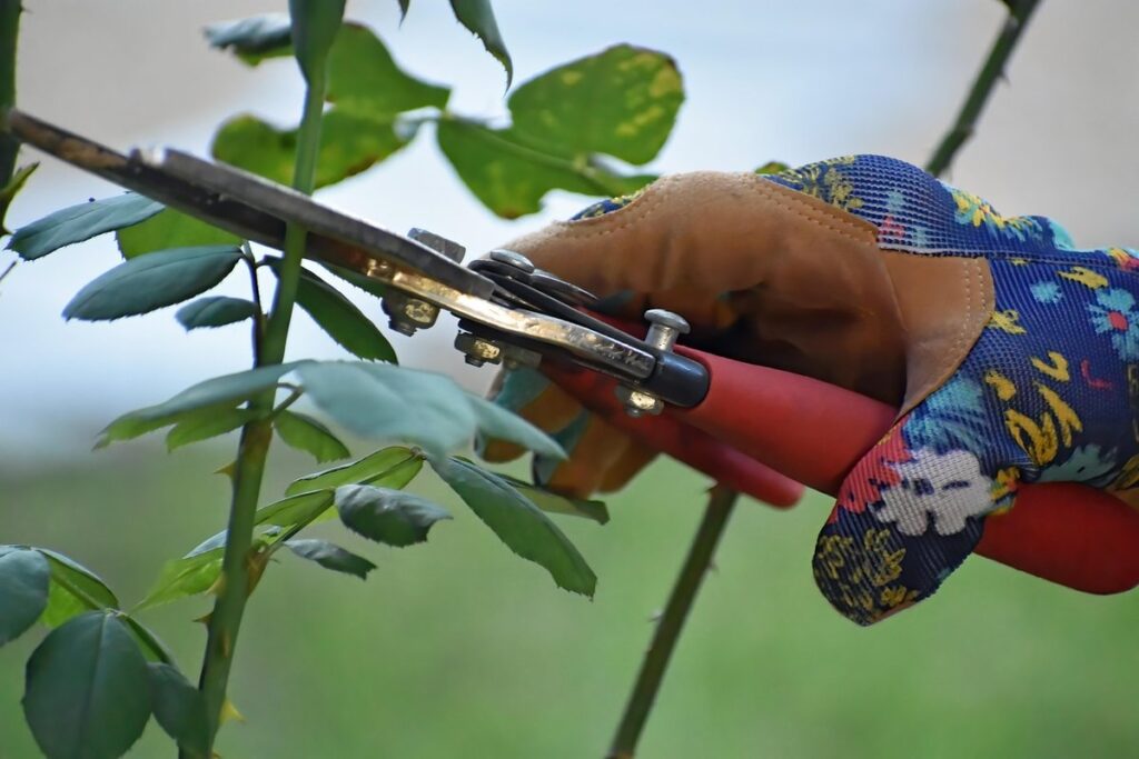 pruning roses