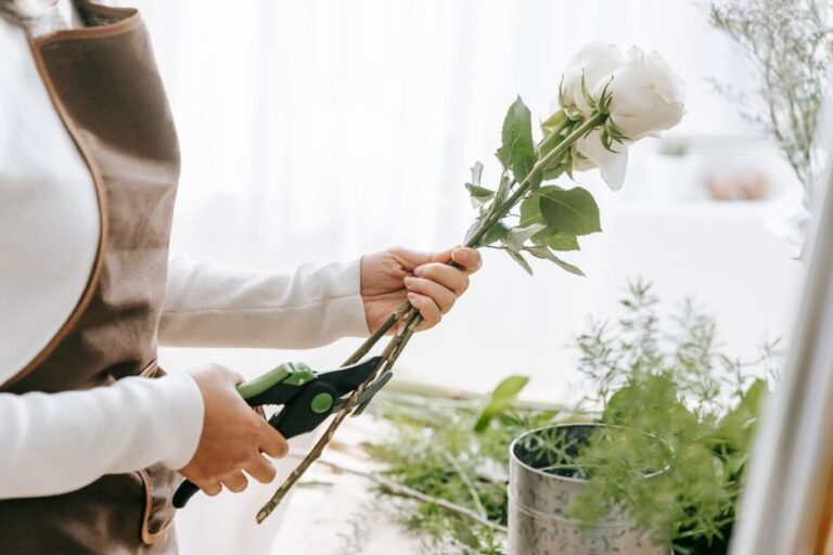 when to prune roses in ontario