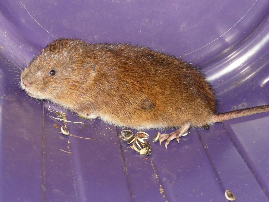 vole damage to grass